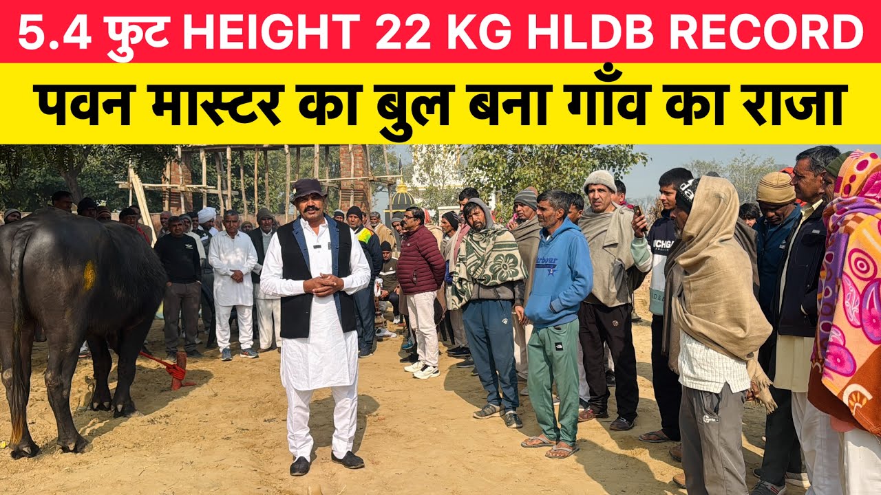5.4 फुट HEIGHT 22 KG HLDB RECORD | पवन मास्टर का बुल बना गाँव का राजा