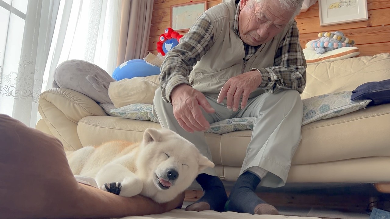 今年で17歳になる世界一大好きな柴犬のリアルな日常の様子 - YouTube