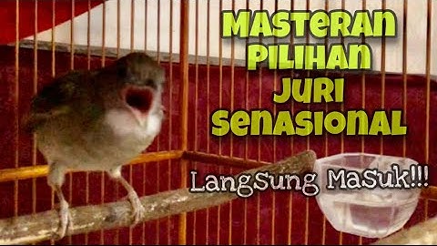 TOP MASTERAN‼️Kapas Tembak Gacor Ngesrek Ngerol Panjang, Pilihan Juri Senasional | Kicau Tembak
