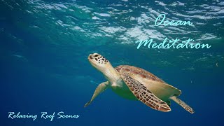 DAILY OCEAN MEDITATION - Underwater Exploring - Beautiful Green Sea Turtle Cruising Along the Reef
