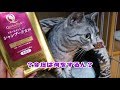 トリートメントインシャンプータオルでふきふきされるチコとショコ　Americancurl & Americanshorthair Chico & Shoko!