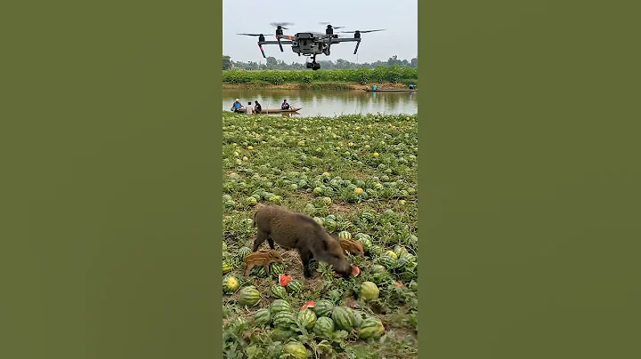 Drones capture wild boars that destroy crops#villagelife#smartfarming#farmingtraditions#farming101