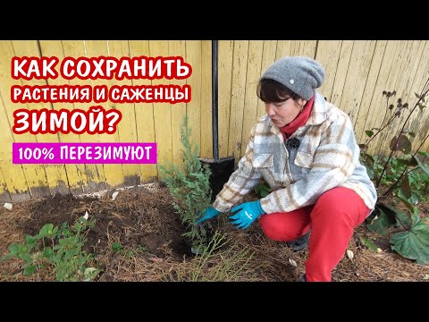 Как сохранить растения