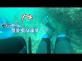 おかず獲りのはずが、、大漁だった！！【魚突き】