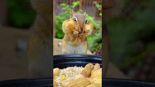 FEEDING CHIPMUNKS PEANUTS 🥜🐿😋 #shorts