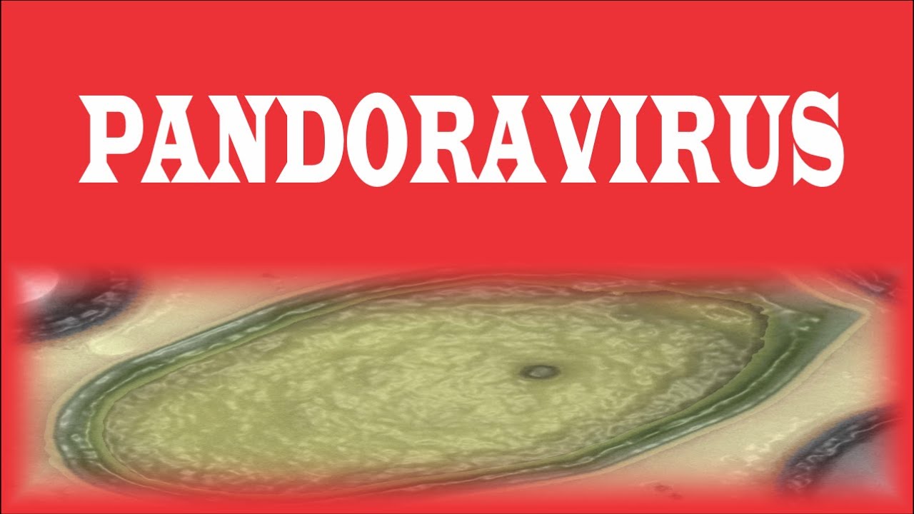 Pandoravirus y la cuarta dimensión de la vida - YouTube