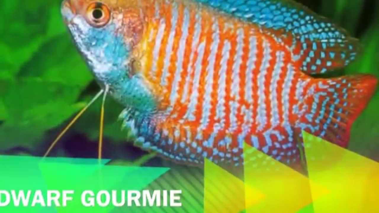 My top 10 favorite freshwater fish