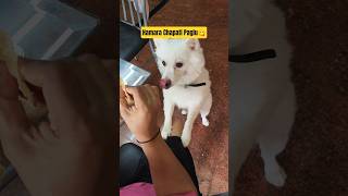 Chapati chor | Certified chapati paglu | #signal #funny #food #riothepom