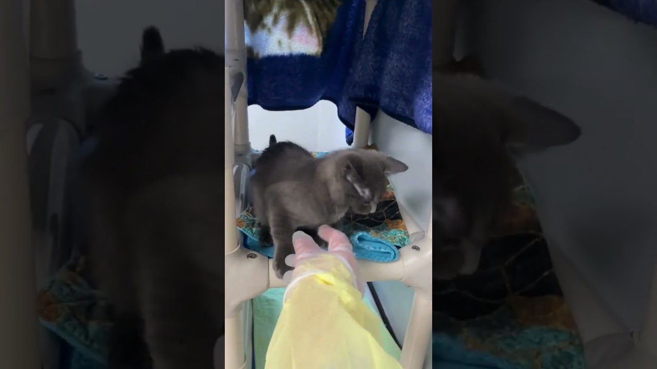 Medical Emergency: Lucy, Piper & Rich | BC SPCA