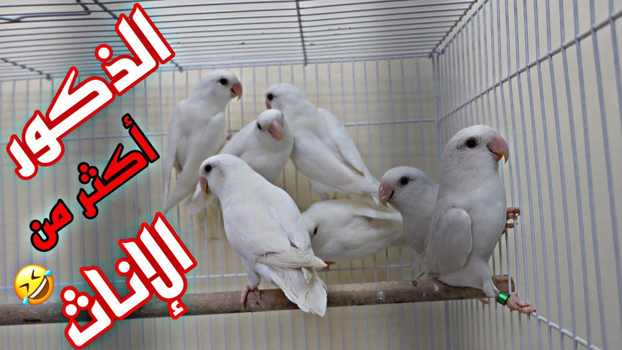 ركبت ازواج ببغاء روز من انتاجي 😍 | شوف القفص المناسب عشان الانتاج 👍🏻