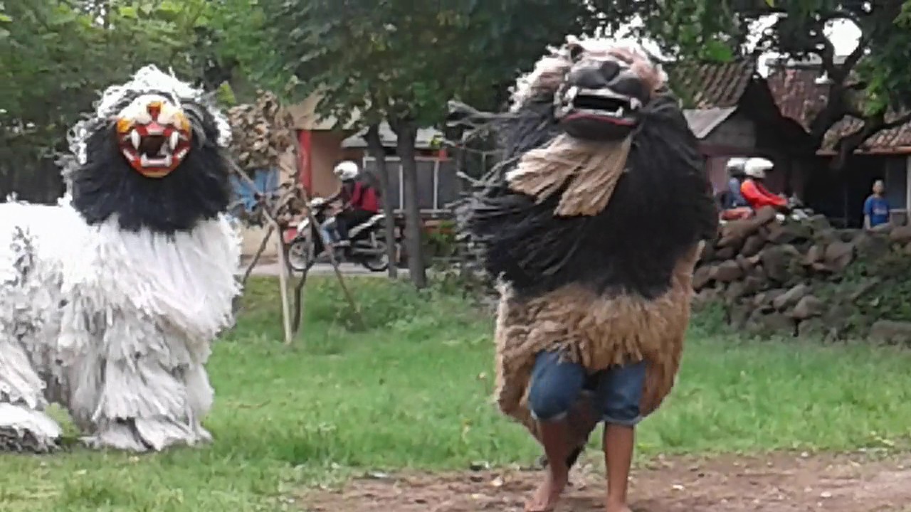 attraksi can macanan situbondo YouTube