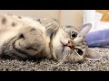 うちの猫の家冒険はまだまだこれからでした