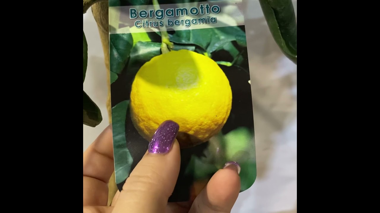 цитрусы с ароматной листвой..