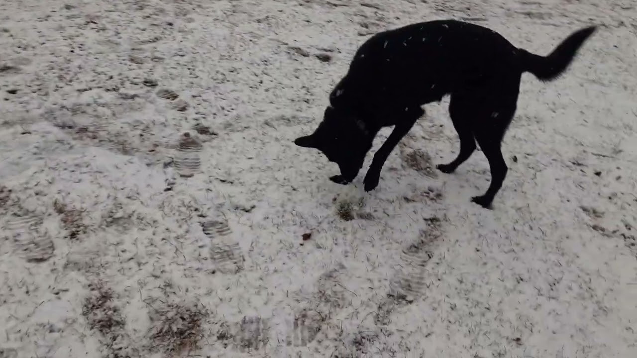 2nd year in a row it snowed in Albany