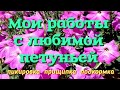 Пересадка рассады петунии. Прищипка для роста побегов. Эффективные средства для сильной рассады!