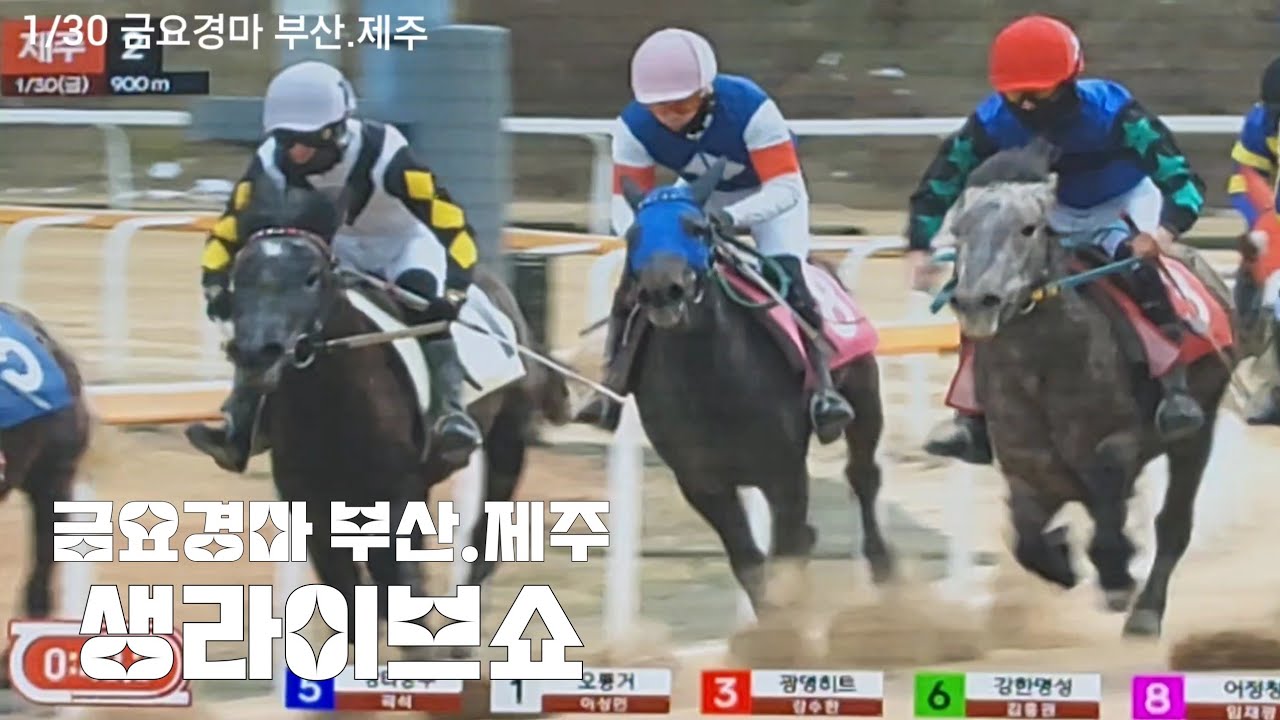내가사면 사착!월말경마 답구만?(1/30 금요경마 부산제주 하일라이트)