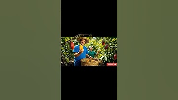 How Chocolate Is Made | From Cocoa Bean to Candy Bar Explained (2025 Official documentary video