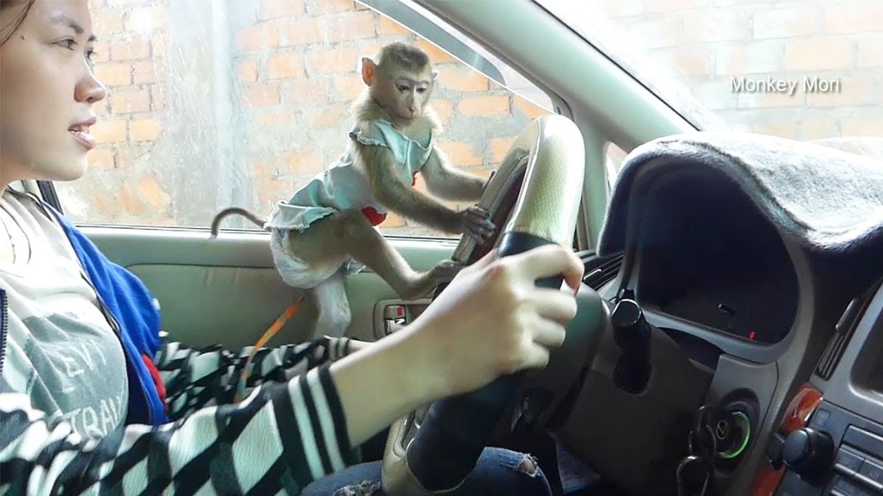 Awesome Baby Monkey Mori In Car With Mom She Very Scare