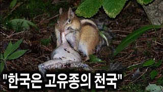 한국에서 사라지면 전세계 멸종인 동물들