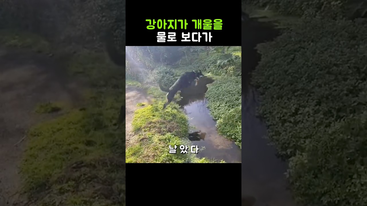 강아지도 그럴듯한 계획이 있다. 당하기 전까지는