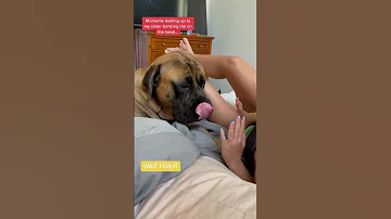 Bowser Said She Started It Dog Dogs Cutedog Funnydogs Shorts 