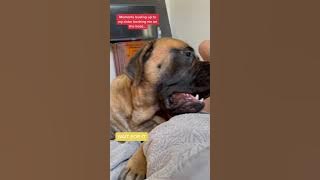 Bowser said She Started it! #dog #dogs #cutedog #funnydogs #shorts