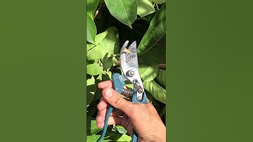 Kéo Cắt Cành Cầm Tay Tay #hvr1995 #lamquoctrung