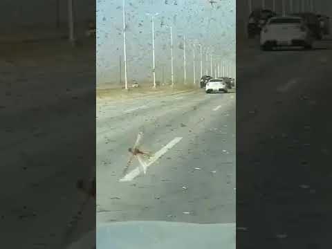 یا خدا این همه ملخ از کجا پیدا شدند