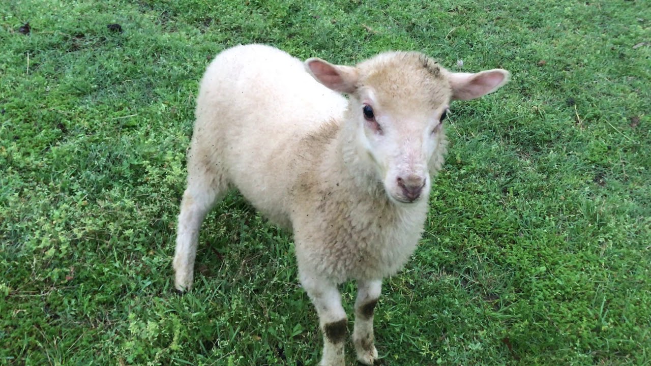 Happy, Jumping Lambs