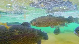 Diamond Valley Lake Fish Stocking