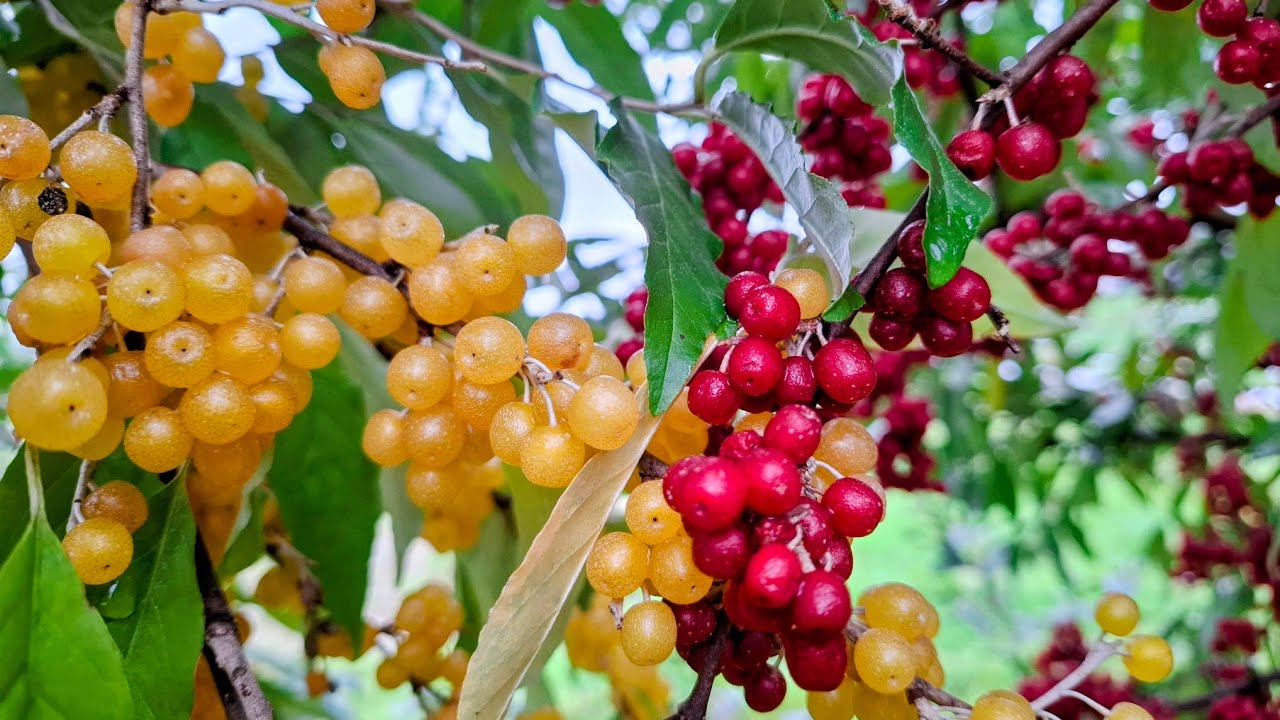 Красная против желтой осенней оливы (Eleagnus umbellata)