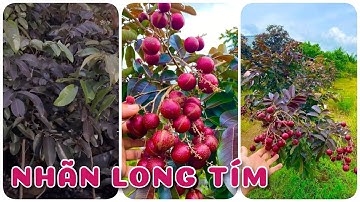 Cây Nhãn Long tím chậu nuôi nhanh trái | 0386569374 - Ngọc Ngân Bến Tre | Chuyên cây độc lạ