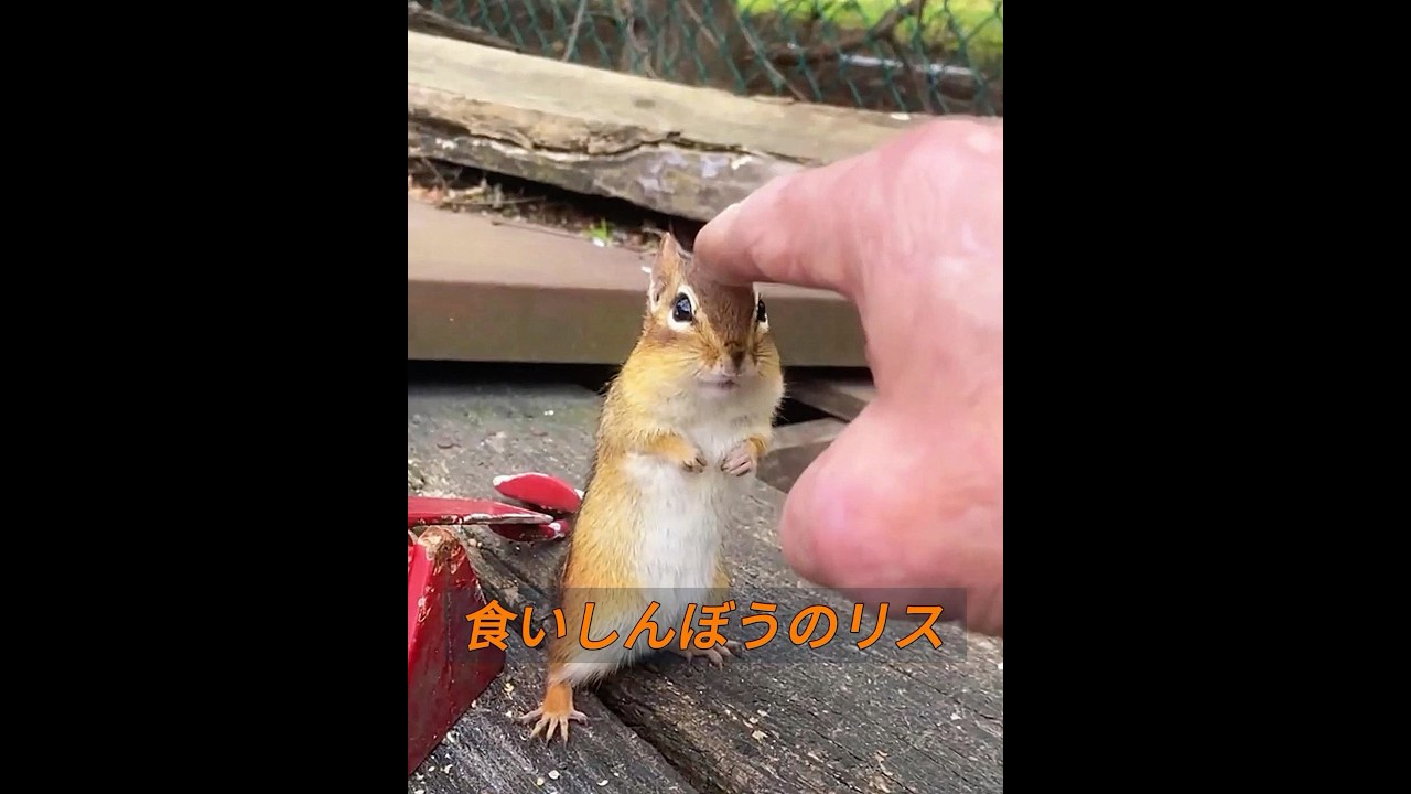 欲張りな小さなリス！ #animals #動物プロダクション #動物