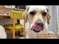 飼い主の服でこっそり口を拭く愛犬ラブラドールきなこ。
