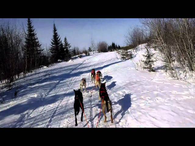 Sprint Sled Dog Team Chasing Two Wolves During Training class=