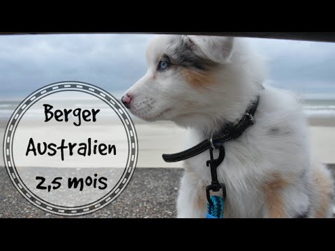 Berger Australien 2 5 Mois Youtube