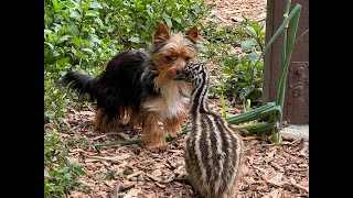 Great Hummingbird Love Find Robbie and Gary with Emus and Zoe (Yorkie) for n the Garden