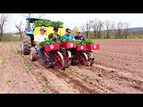 LIFE OF A VEGETABLE FARMER - PLANTING SEASON 2022