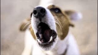 Anjing Menggonggong - Nada Dering Mp3