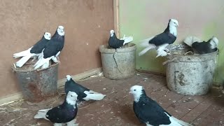 Қора хакка сотилади +998937834141 Андижанские голуби,кабутар, kabootar bazi, pigeon, pigeons,doves,