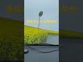 菜の花🌼