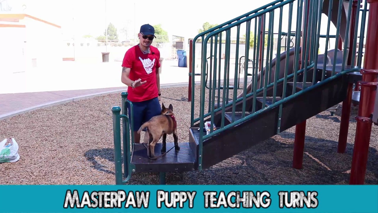 How To Do Puppy Tricks-Go Left and Right Malinois