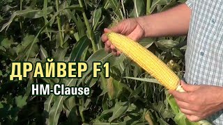 видео: ДРАЙВЕР F1 - Большой початок кукурузы, очень перспективный гибрид (28-07-2018) картинка: ДРАЙВЕР F1 - Большой початок кукурузы, очень перспективный гибрид (28-07-2018)