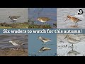 Six waders to watch
