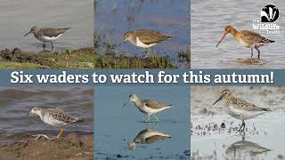 Six waders to watch