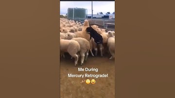 Me During Mercury Retrograde! 🪐🙄😂 #MsMastaFoXX #MyCreatorLife #MercuryRetrograde #Funny #Comedy