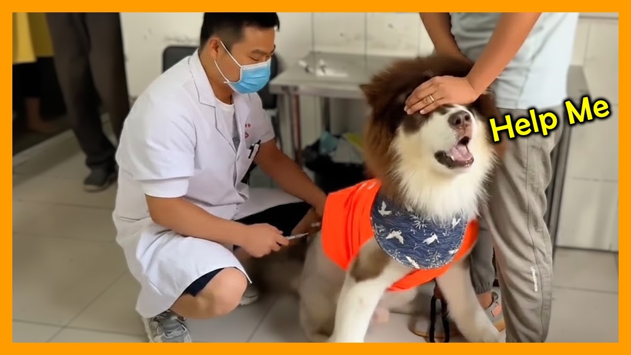 Dogs Going To The Vet For The Very First Time 🤣🐶 Funniest Dog Reactions Part 7