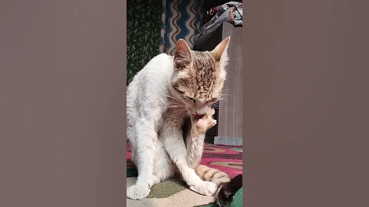 Watch the video about Full paw wash 😺😻. #cat #kitten #kittens #catshorts #catshorts #animals