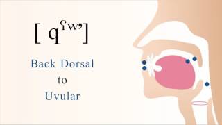 [ qˤʷʼ ] unvoiced labialized pharyngealized back dorsal uvular ejective stop