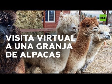 Vídeo: Dia De Cisalla A La Granja Per Alpacas